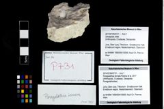 Foto (Objekt + Etikett) von Paragalathea ternata (Robins et al., 2017)  (NHMW-GEO-2014-0194-0731)